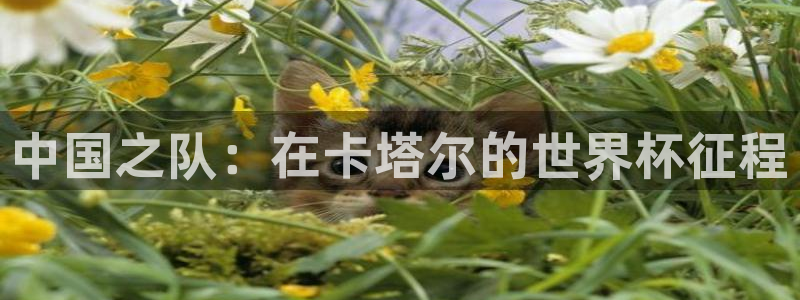 亚洲区世界杯预选赛：中国之队：在卡塔尔的世界杯征程